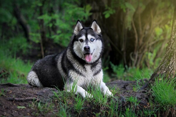 Los mejores amigos del hombre perro