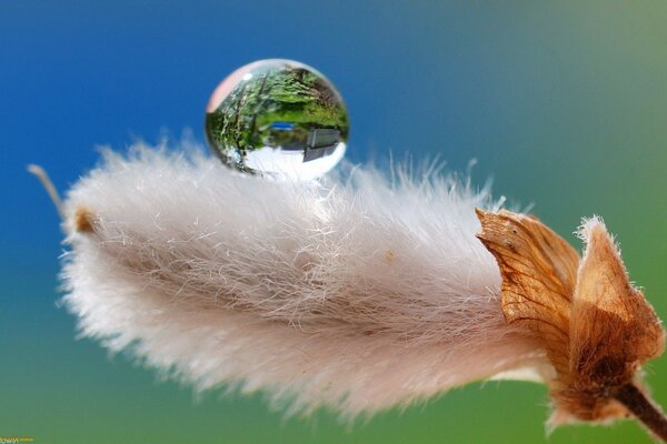 A drop of water on the umbilical cord of a branch