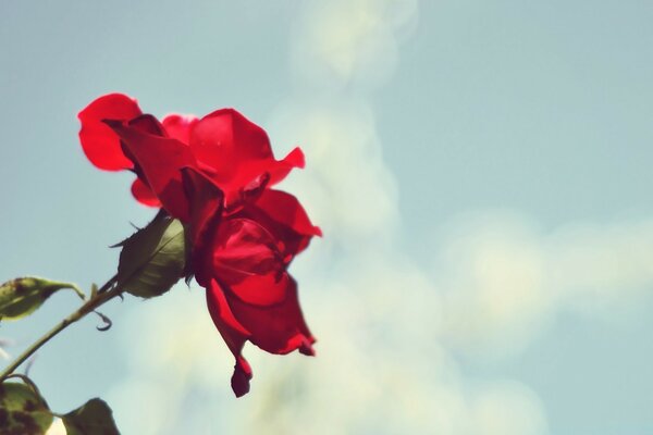 Red rose flower on the sky background