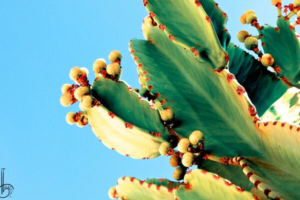 Exotic cactus on a blue sky background