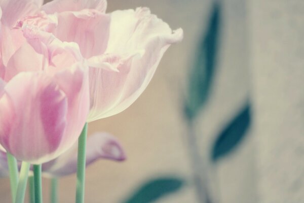 Les tulipes roses sont douces comme des papillons