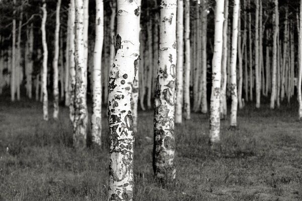 Birch poles in a gloomy forest