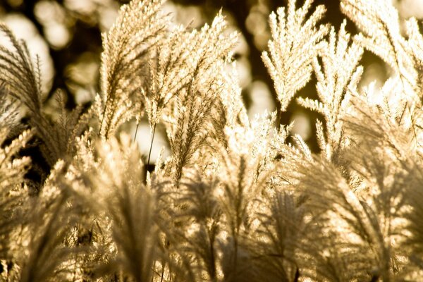 Ein Gras, das wie Vogelfedern aussieht