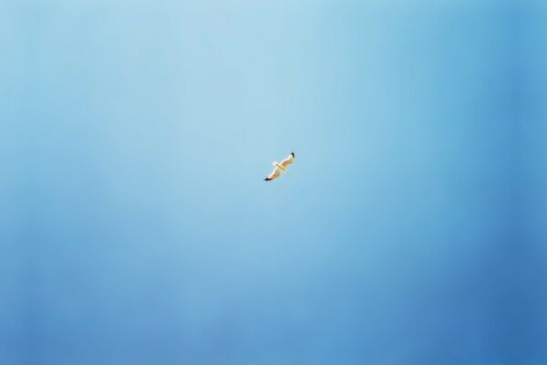 Fliegendes Flugzeug im blauen Himmel