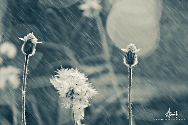 Été Vintage, fleurs dans l air