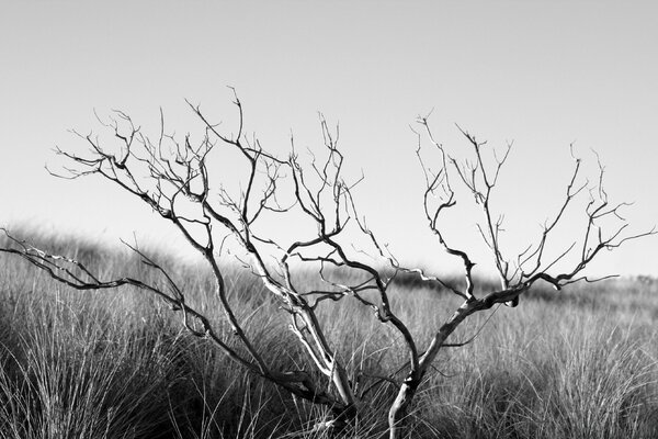 Árbol muerto y seco, blanco y negro