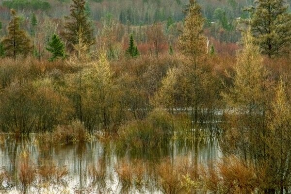 Vintage-Foto der Landschaft in der Natur