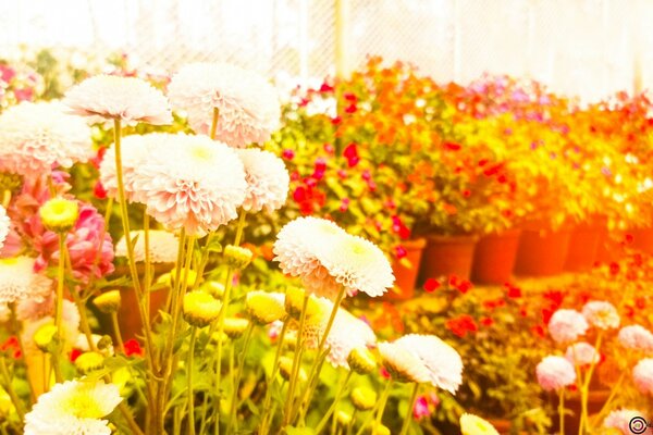 Viele verschiedene Blumen in Tontöpfen