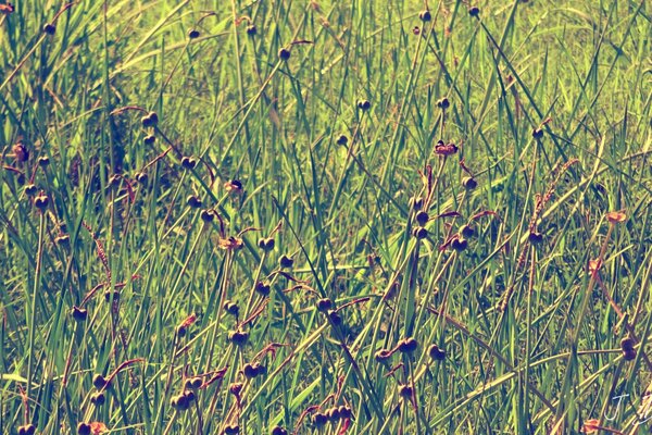 Herbe sèche ordinaire. Maturation des graines