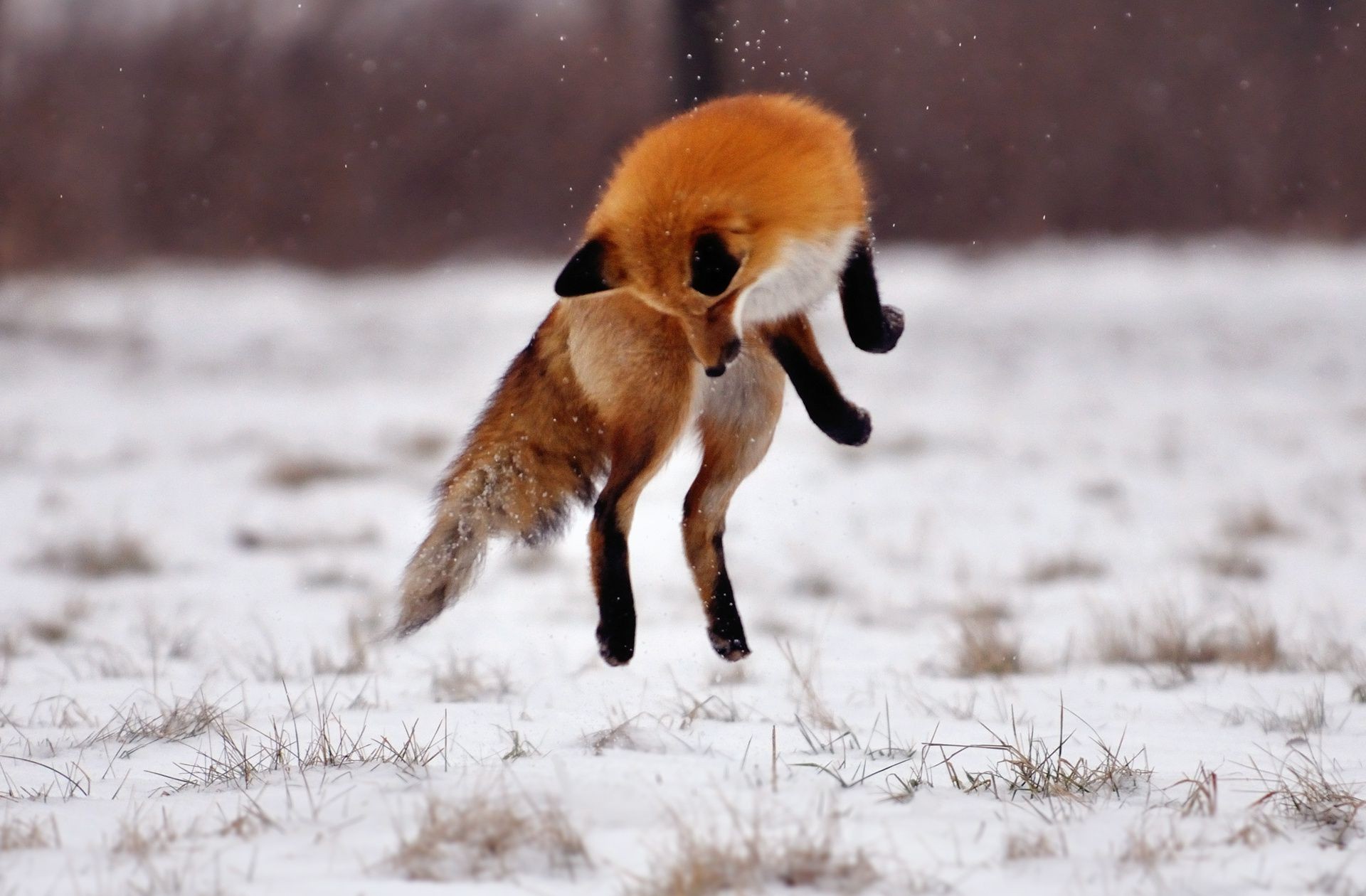 renard mammifère animal la faune chien nature neige hiver mignon sauvage fourrure à l extérieur cynologue