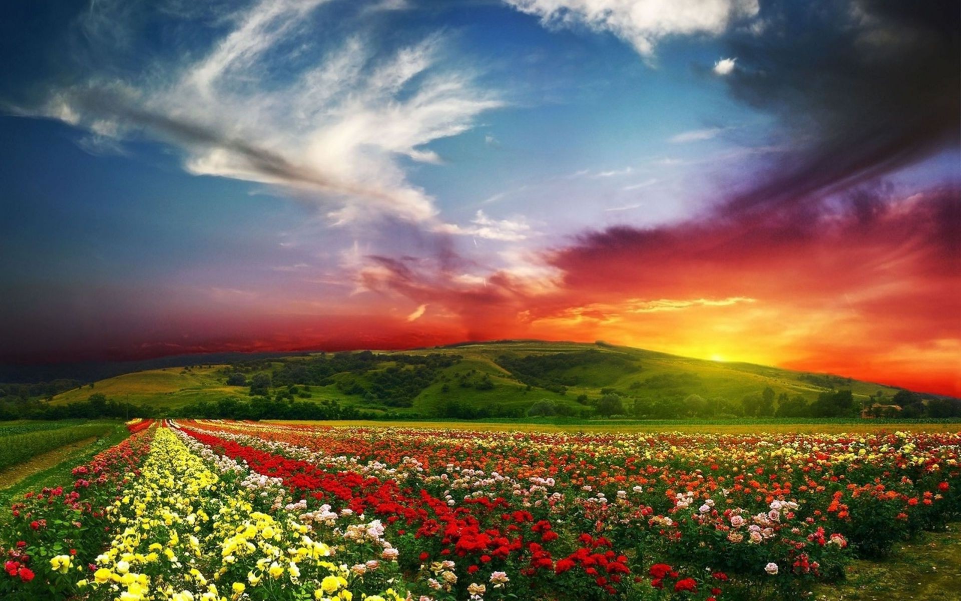 fields meadows and valleys flower landscape sky field nature outdoors rural sunset agriculture cropland grass countryside sun hayfield growth farm