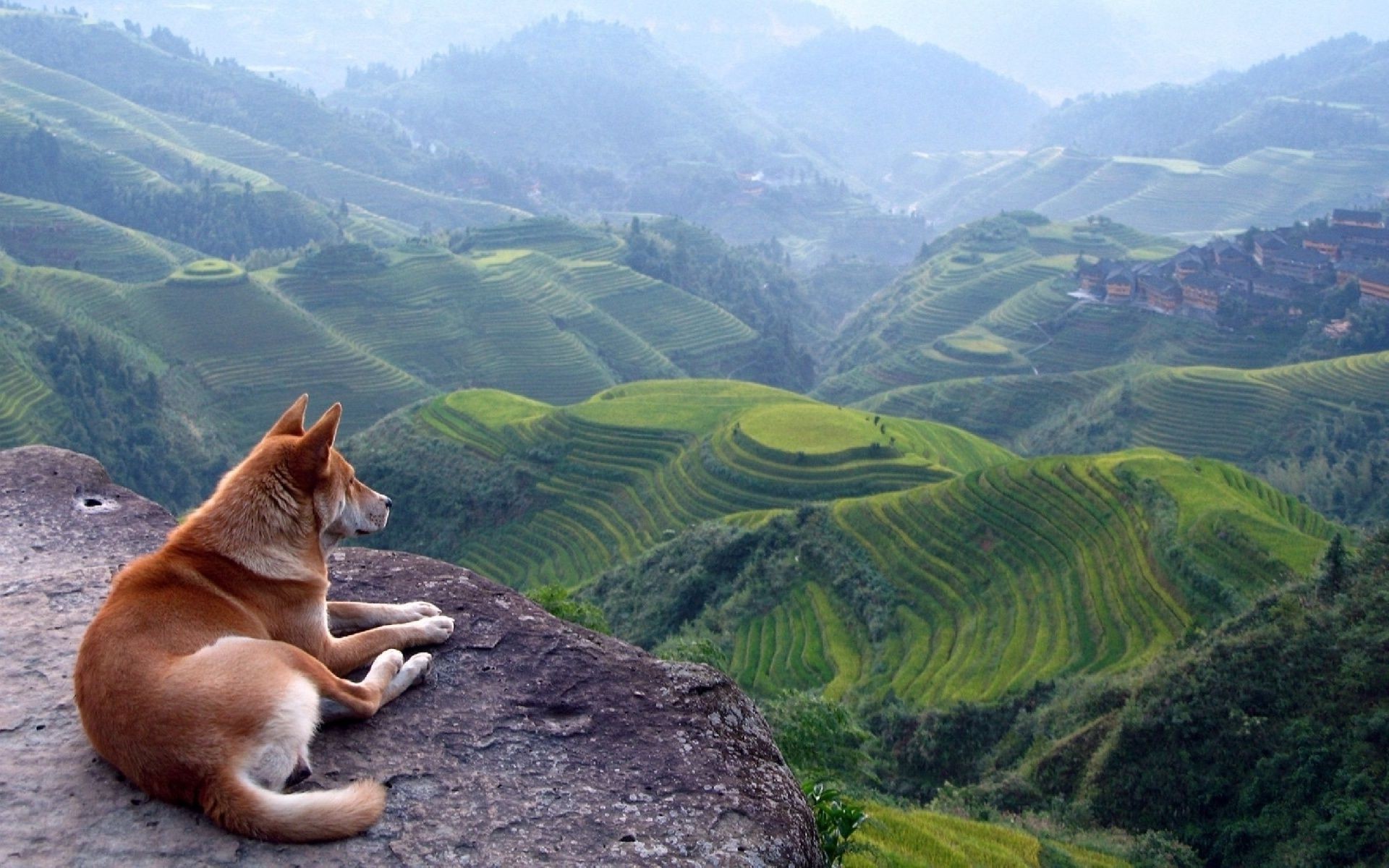 dogs mountain travel nature outdoors valley landscape hill sky wood summer scenic grass