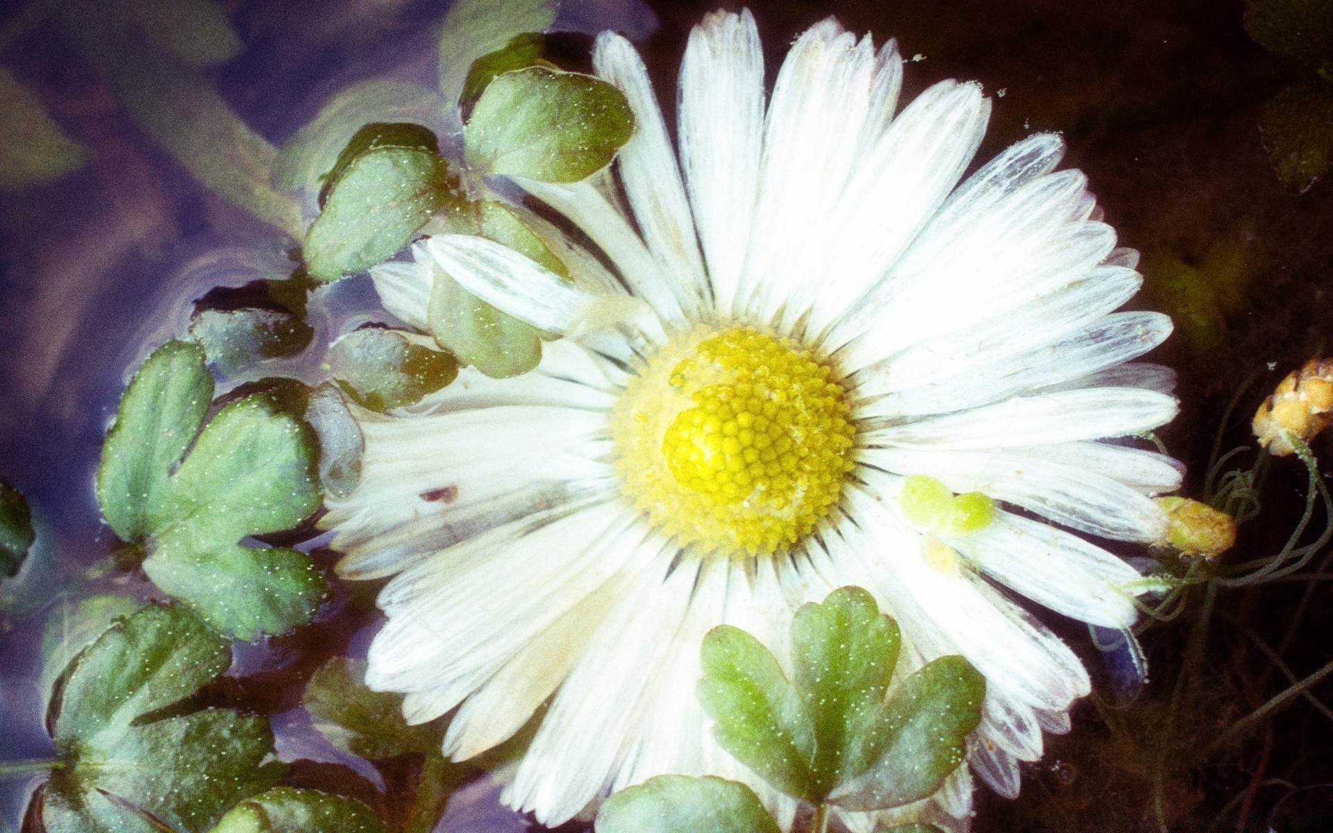 vintage blume natur flora floral blatt garten farbe blühen schließen desktop blütenblatt schön hell sommer