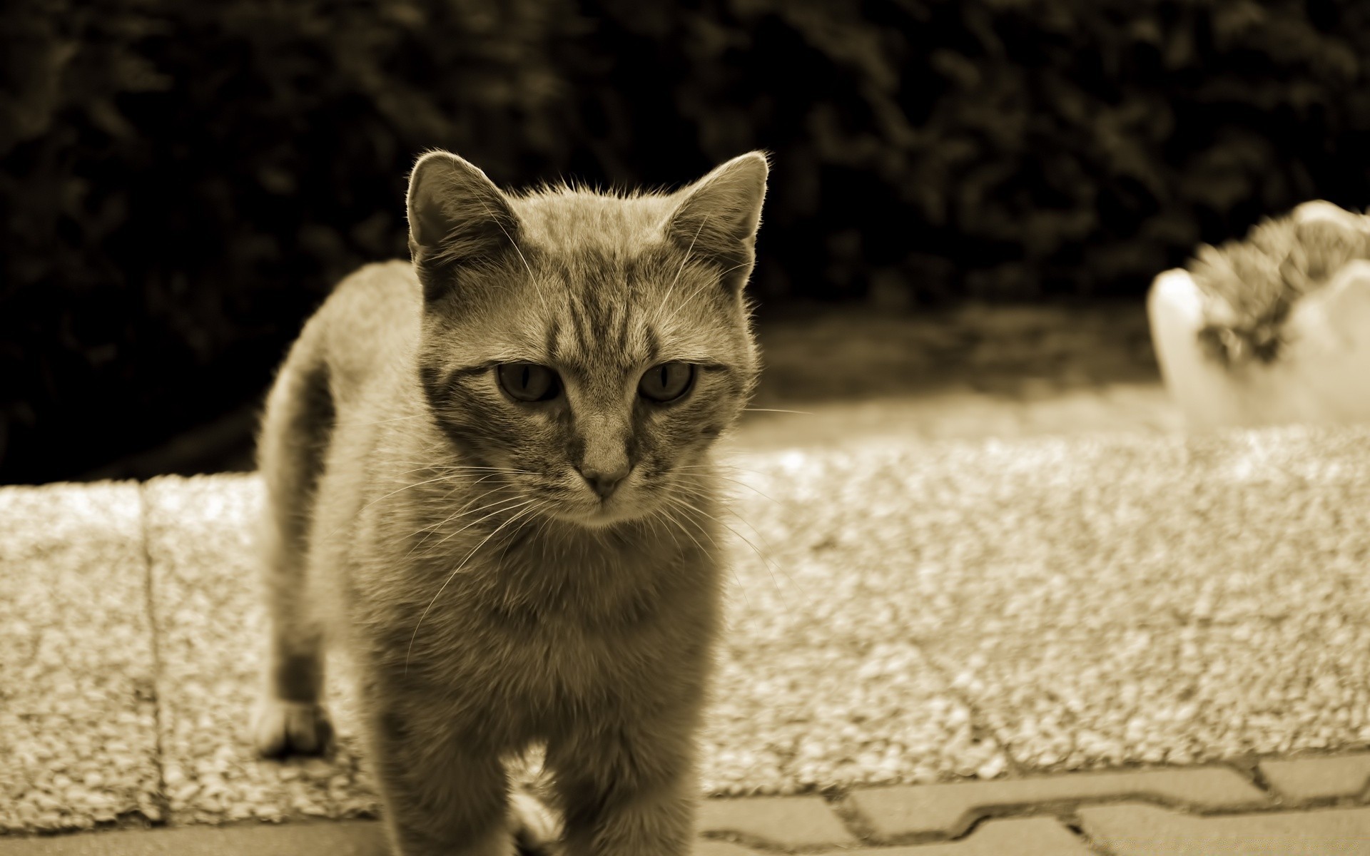 vintage gato animal animal de estimação mamífero fofa retrato gatinho pele natureza olho doméstico