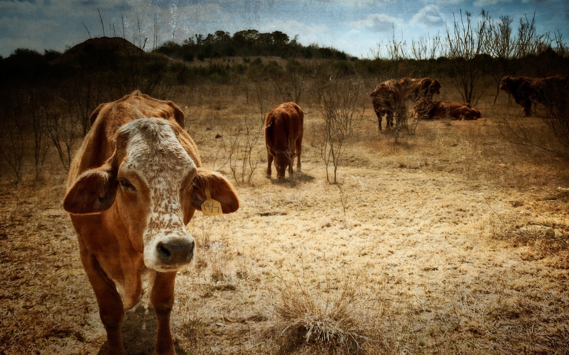 vintage gado vaca mamífero agricultura gado fazenda touro bezerro rural animal grama feno carne pasto campo rebanho terras agrícolas zona rural leite