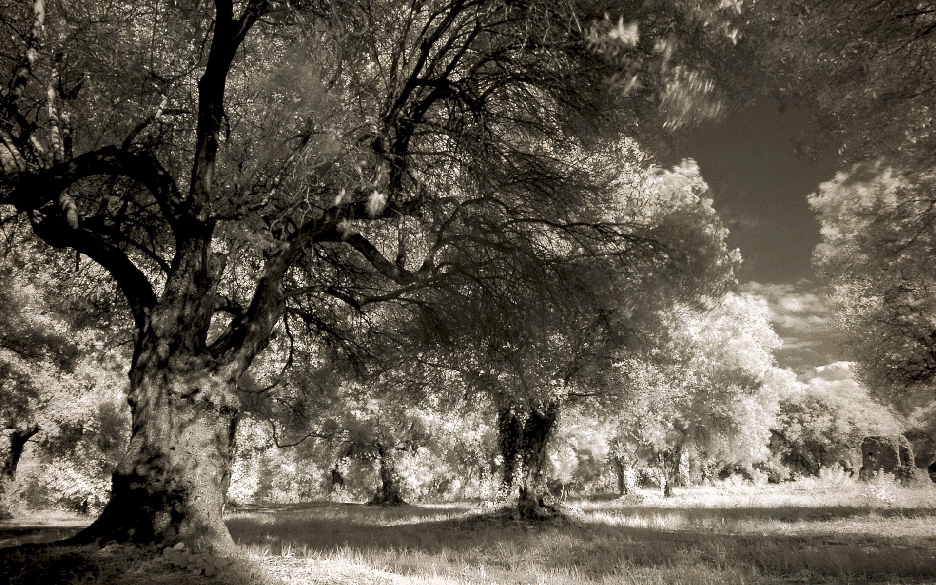 vintage drzewo krajobraz monochromatyczny natura drewno park mgła na zewnątrz jesień zima liść oddział mgła podczerwieni pogoda