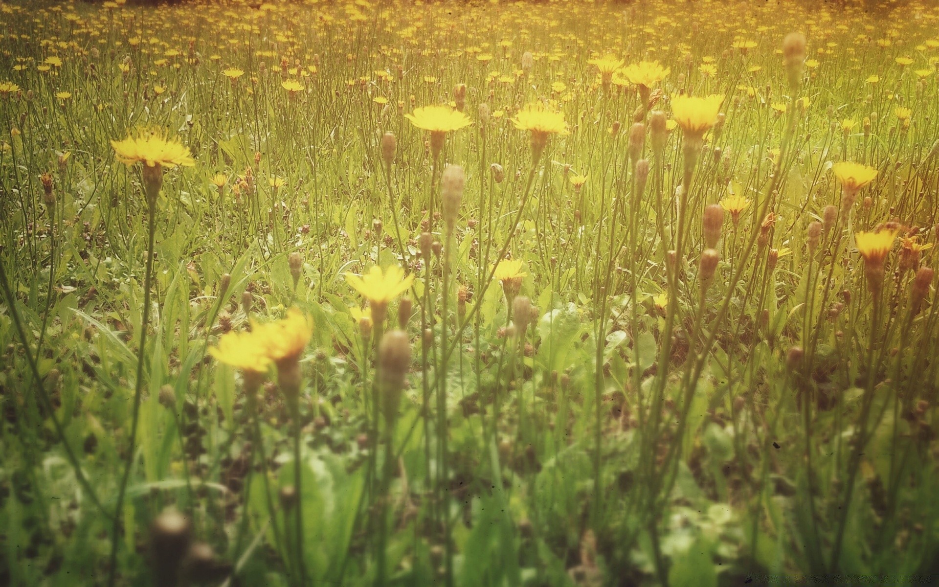 vintage grama natureza verão bom tempo sol crescimento ao ar livre selvagem flora feno flor amanhecer campo rural paisagem campo ambiente pastagem parque