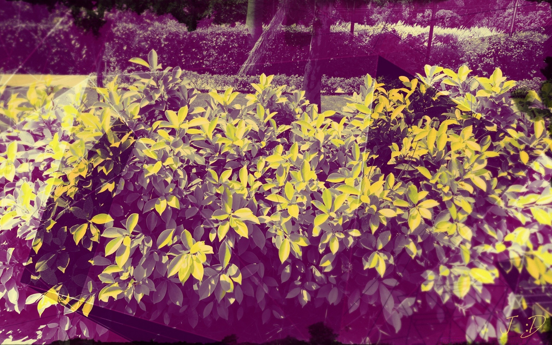 vintage kwiat liść flora ogród natura sezon wzrostu kwiatowy kolor jasna dekoracja płatek lato pulpit park bluming jesień piękny botaniczny