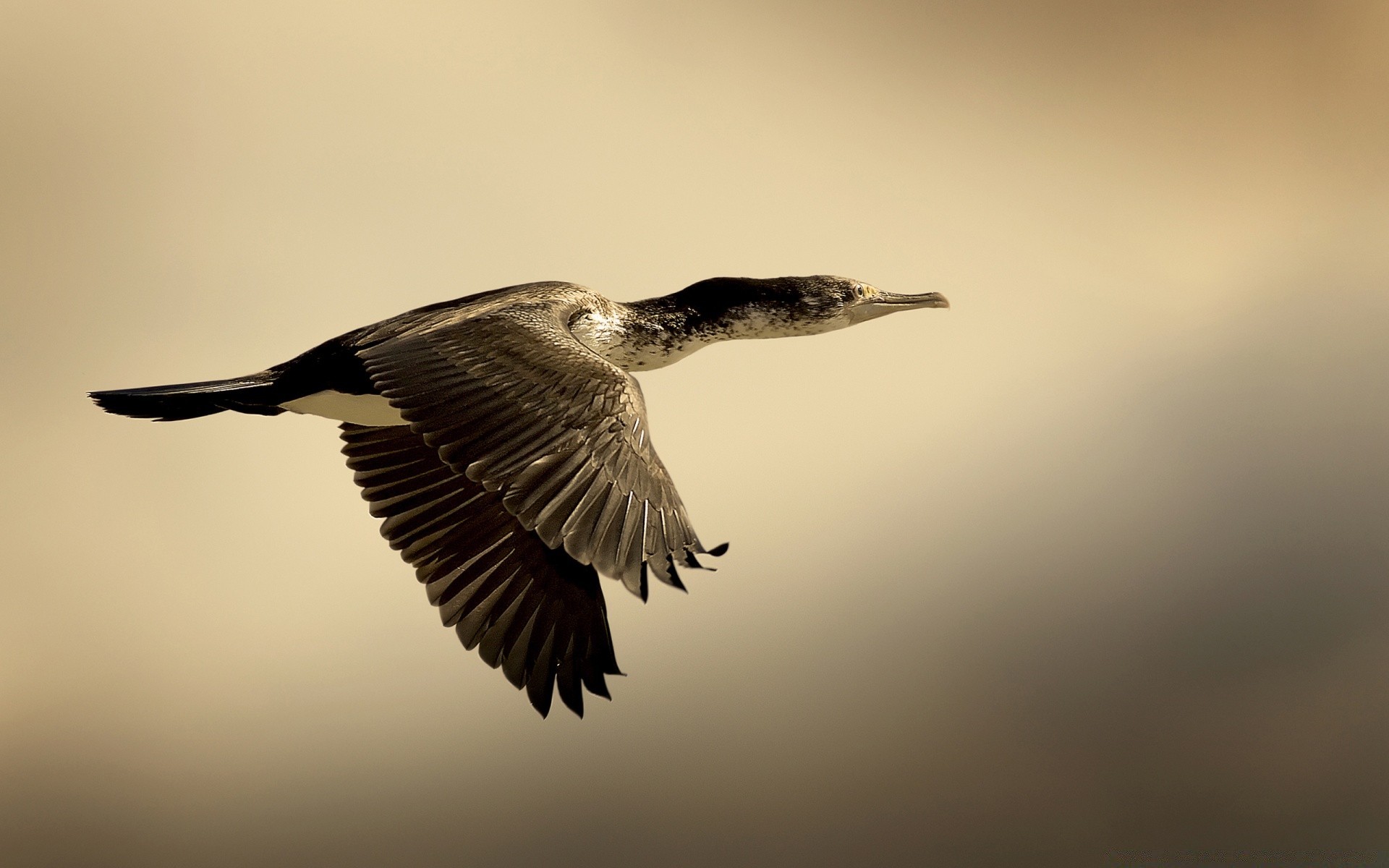 vintage oiseau la faune nature à l extérieur animal