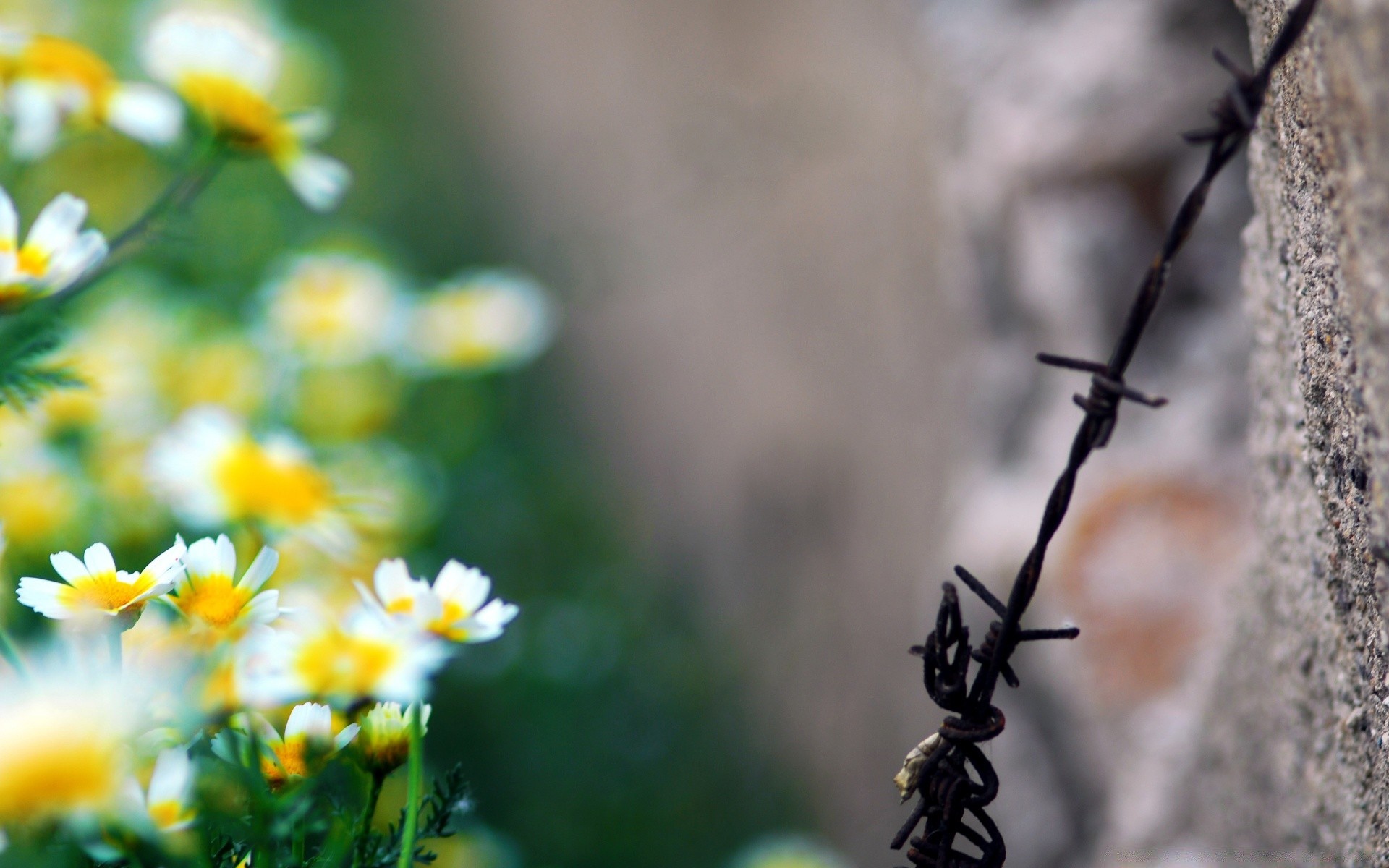 vintage flower nature leaf flora outdoors insect summer garden growth dof blur fair weather