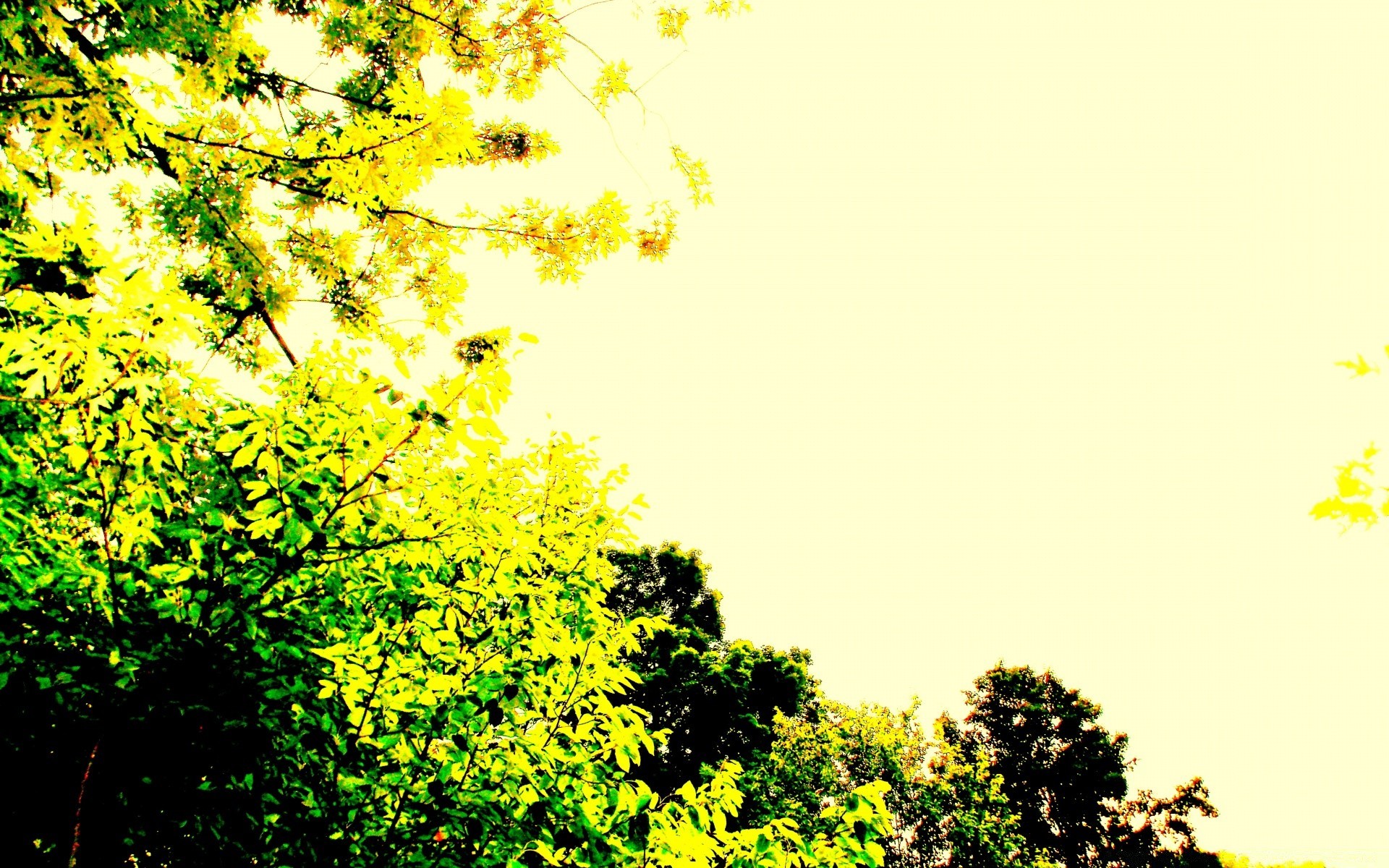 vintage foglia natura albero stagione autunno luminoso bel tempo desktop ramo parco legno oro flora sole colore estate all aperto acero lussureggiante