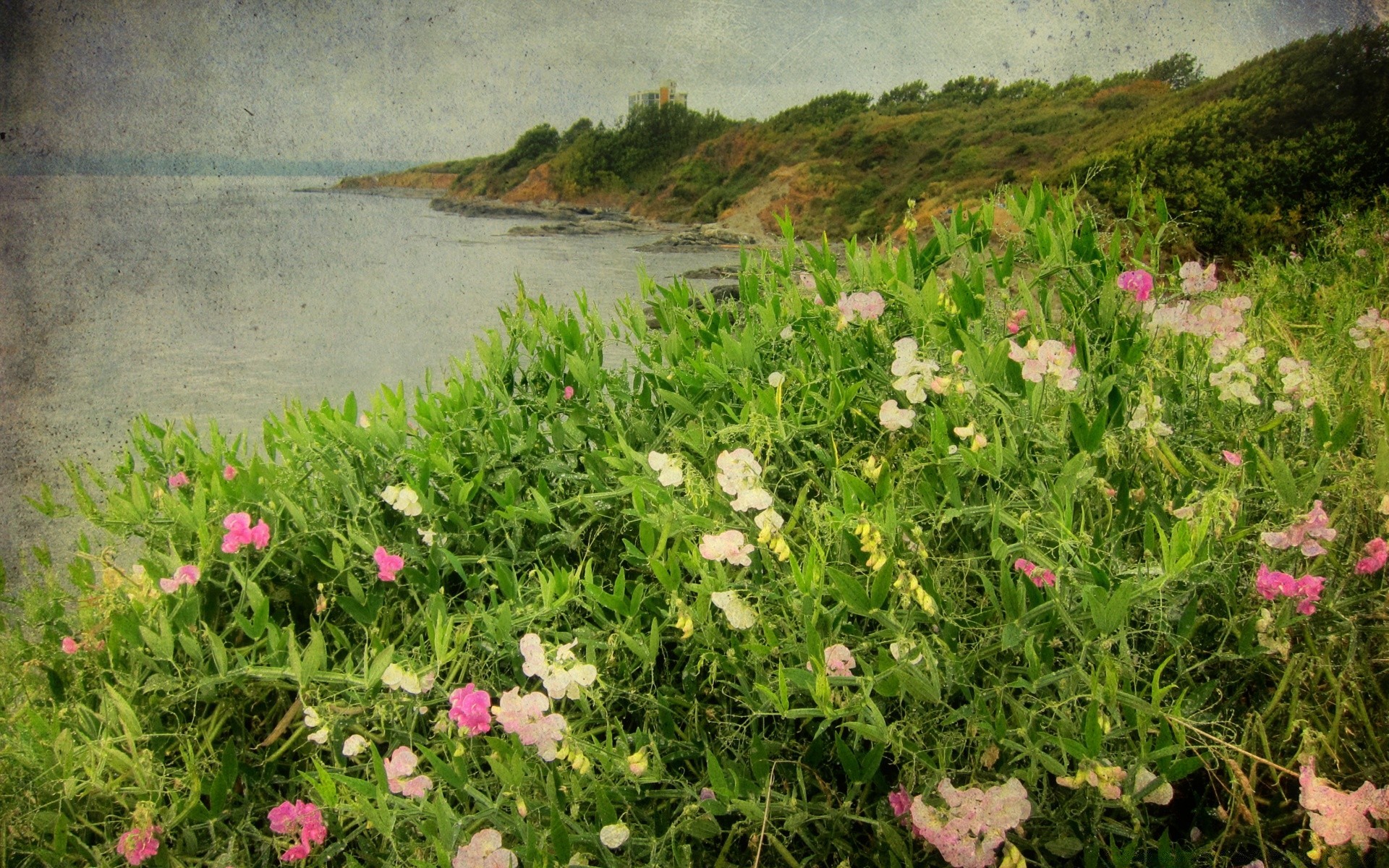 vintage kwiat lato flora natura pole ogród krajobraz trawa sianokosy bluming liść jasny kwiatowy kolor dobra pogoda słońce słoneczny wzrost scena