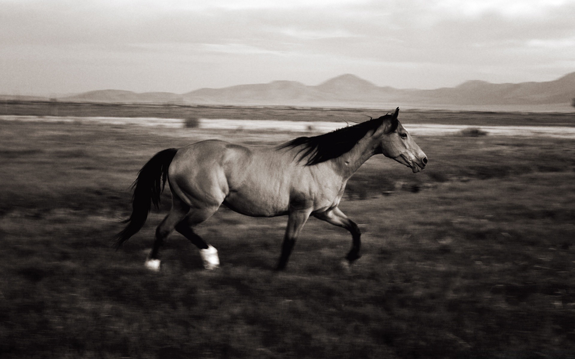 vintage cavalry mammal mare horse monochrome animal equine stallion pony farm equestrian landscape sitting field mustang livestock one