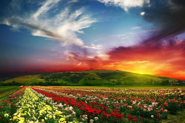 Landscape Nature Roses Sunset clouds