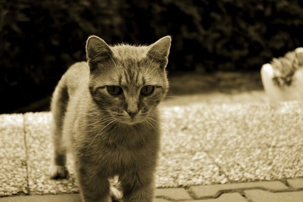 Beautiful grey cat in vintage style