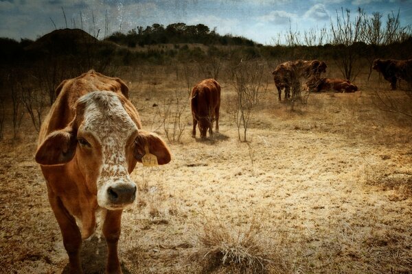 The steppe where red cows graze