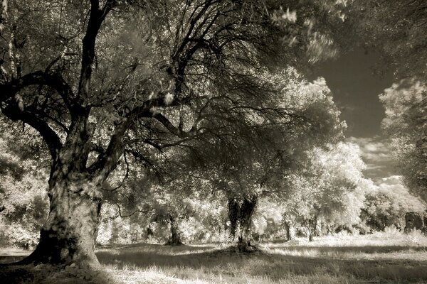 Monochrome landscape of the forest in vintage style