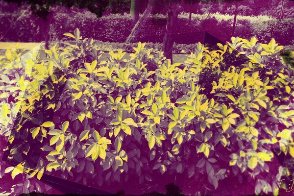 Piantine di fiori. L autunno è arrivato