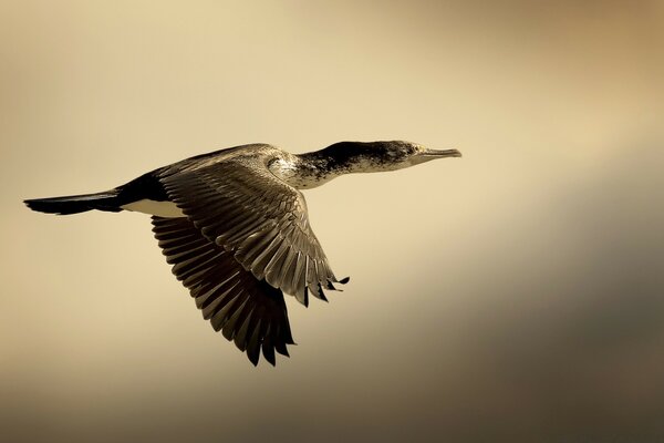 Oiseau planant à l extérieur dans la nature