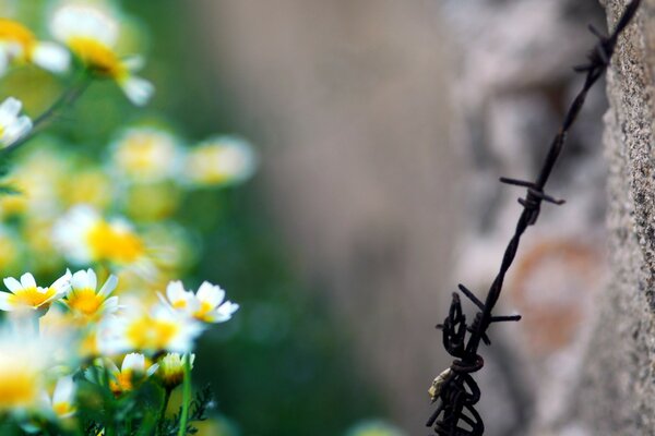 Barbed wire and white daisies