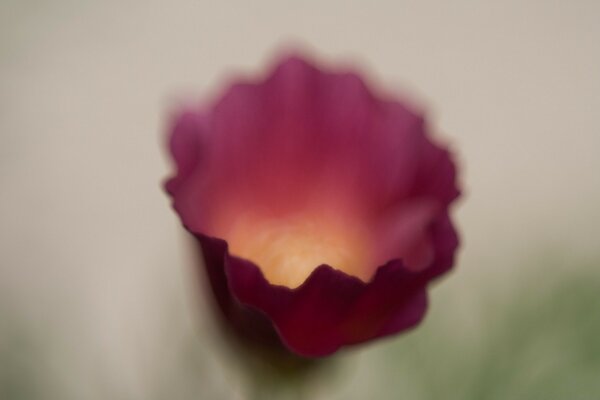 A blurry flower on a blurry background