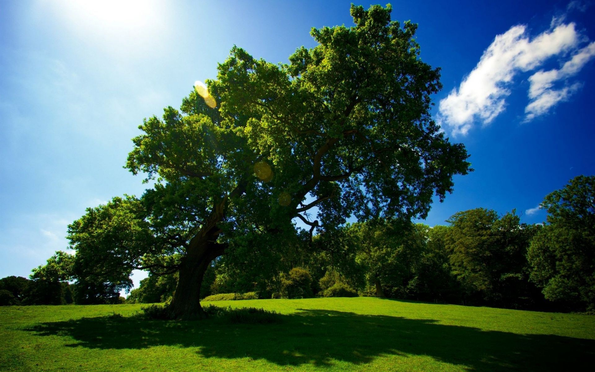 árvores árvore paisagem grama natureza ao ar livre verão bom tempo campo folha rural céu luz do dia parque madeira exuberante idílio feno cênica sol