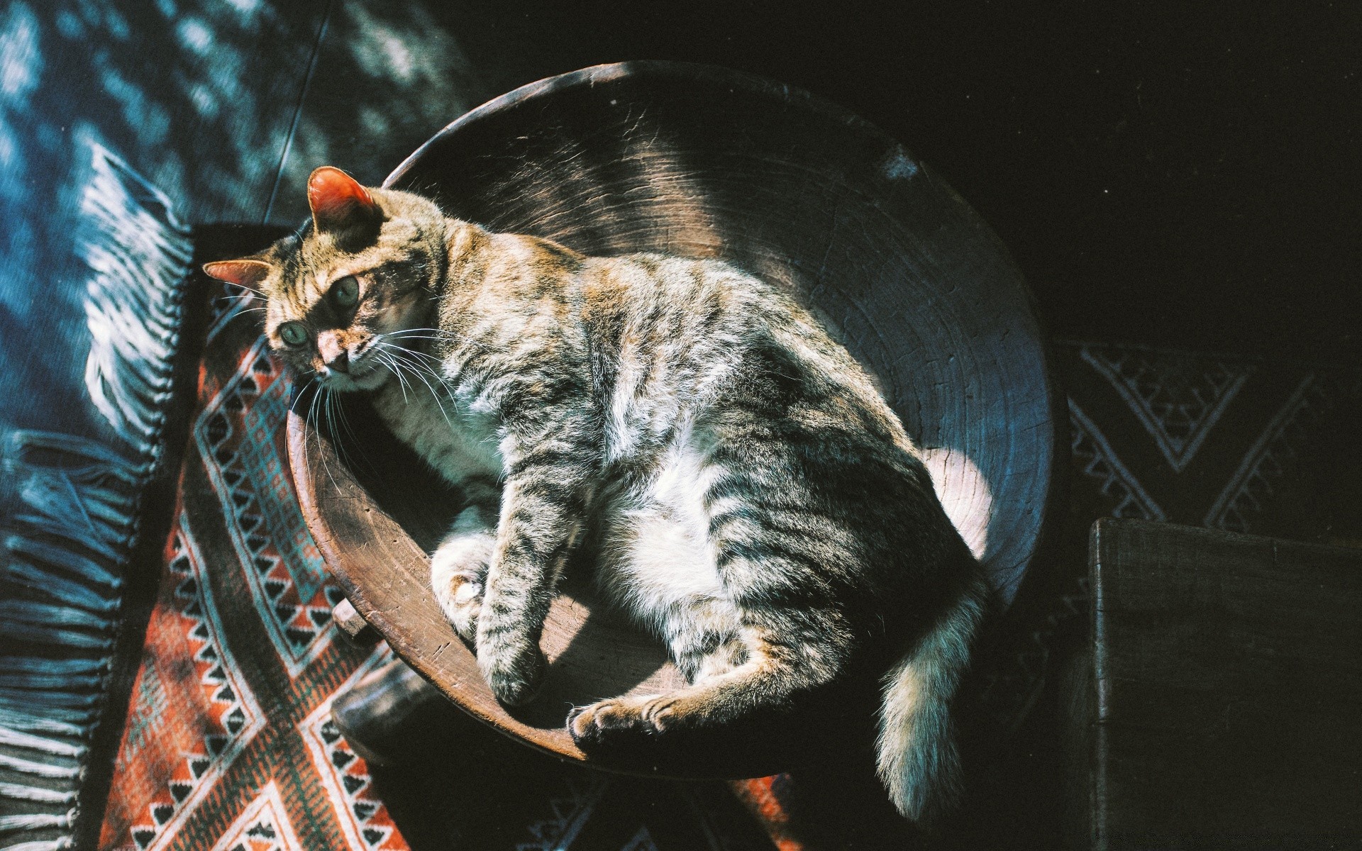 jahrgang katze säugetier ein porträt tier haustier natur im freien niedlich