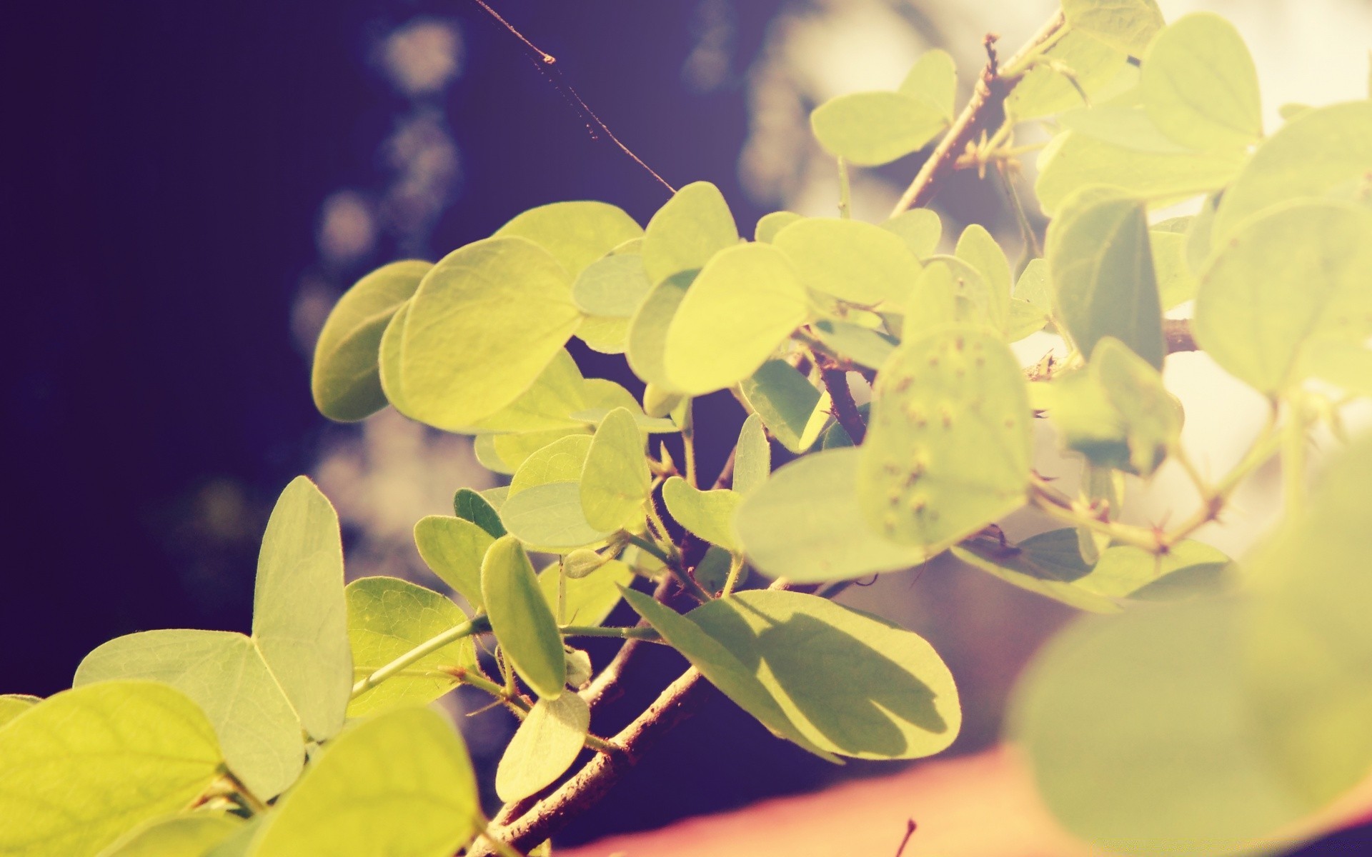 vintage foglia natura flora ramo di colore desktop close-up luminoso albero bella fiore giardino estate stagione floreale crescita all aperto sfocatura luce