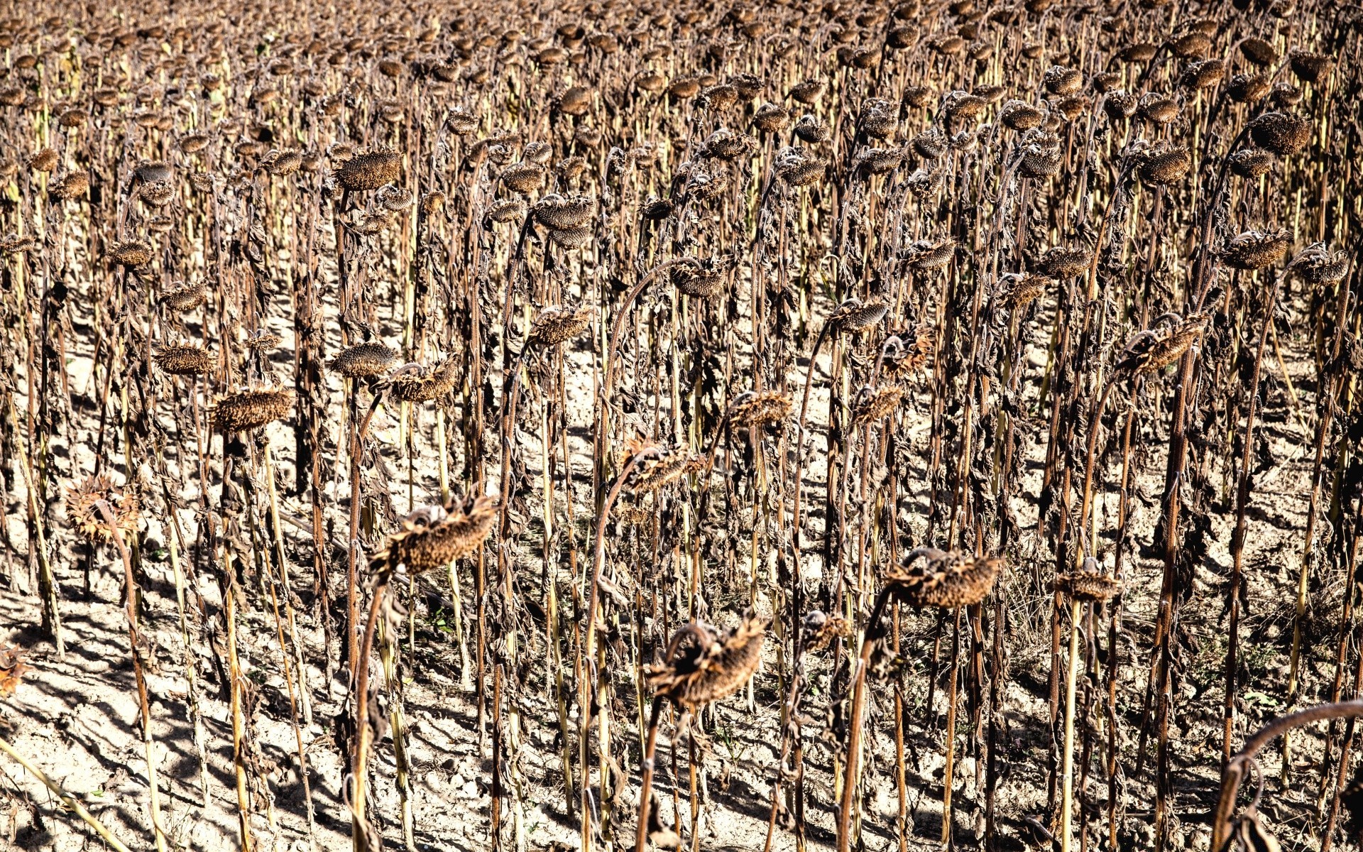 vintage modello industria natura desktop tessuto struttura secco primo piano agricoltura ruvido raccolto cibo vecchio partito seme legno astratto