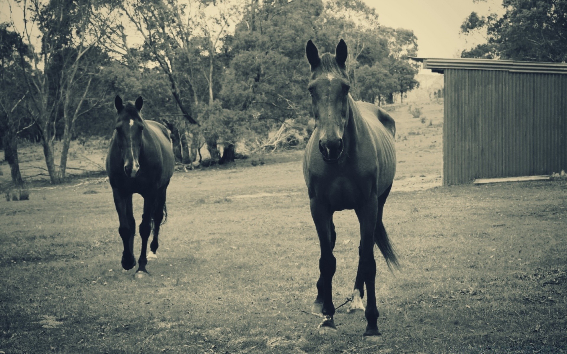 vintage cavalaria mamífero sentado cavalo equestre mare um dois fazenda animal criação de cavalos