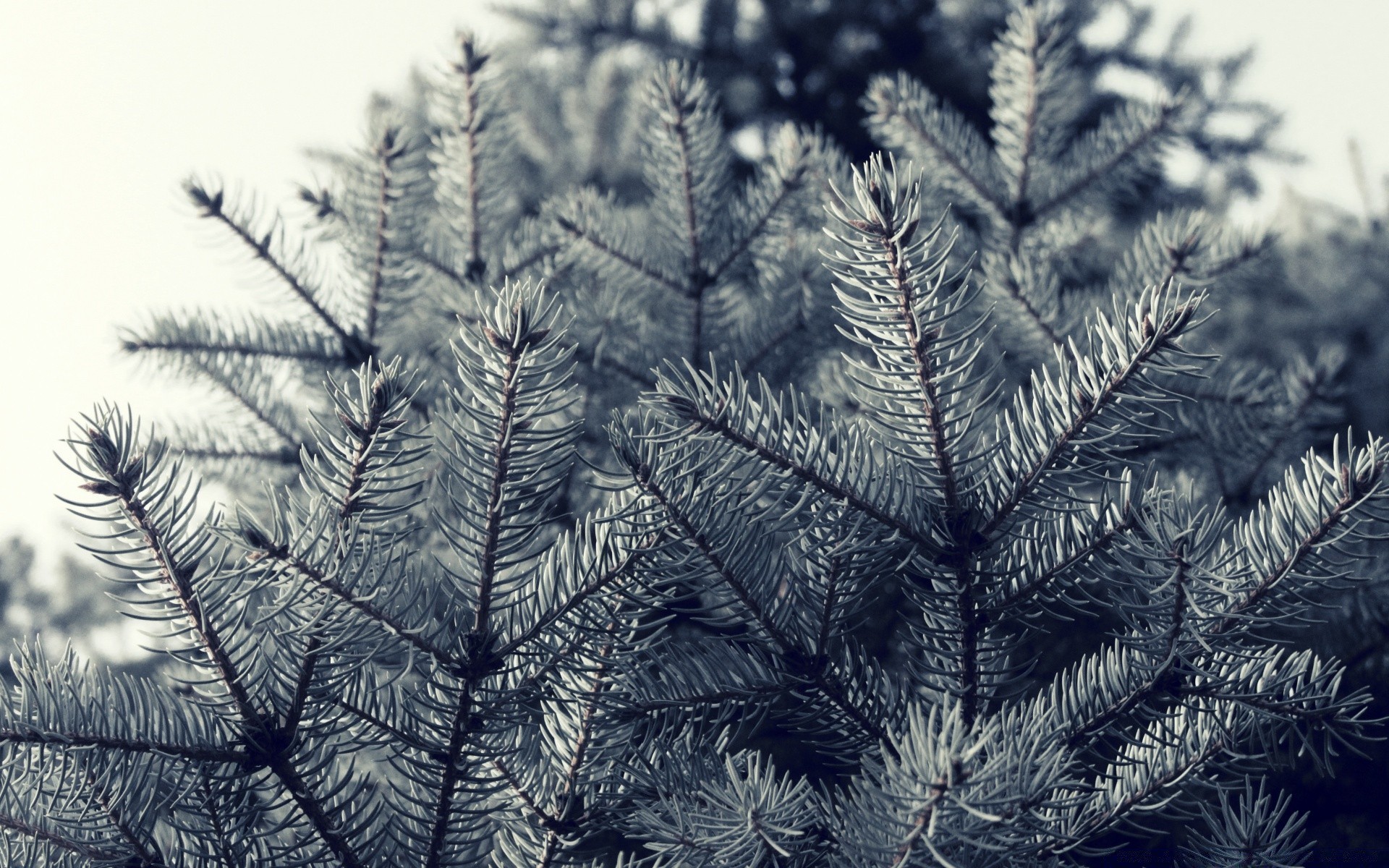 vintage kış noel çam ağaç köknar süslemeler evergreen köknar iğneler don masaüstü sezon kar şube iğne yapraklı yakın çekim iğne yapraklı ışıltı doğa