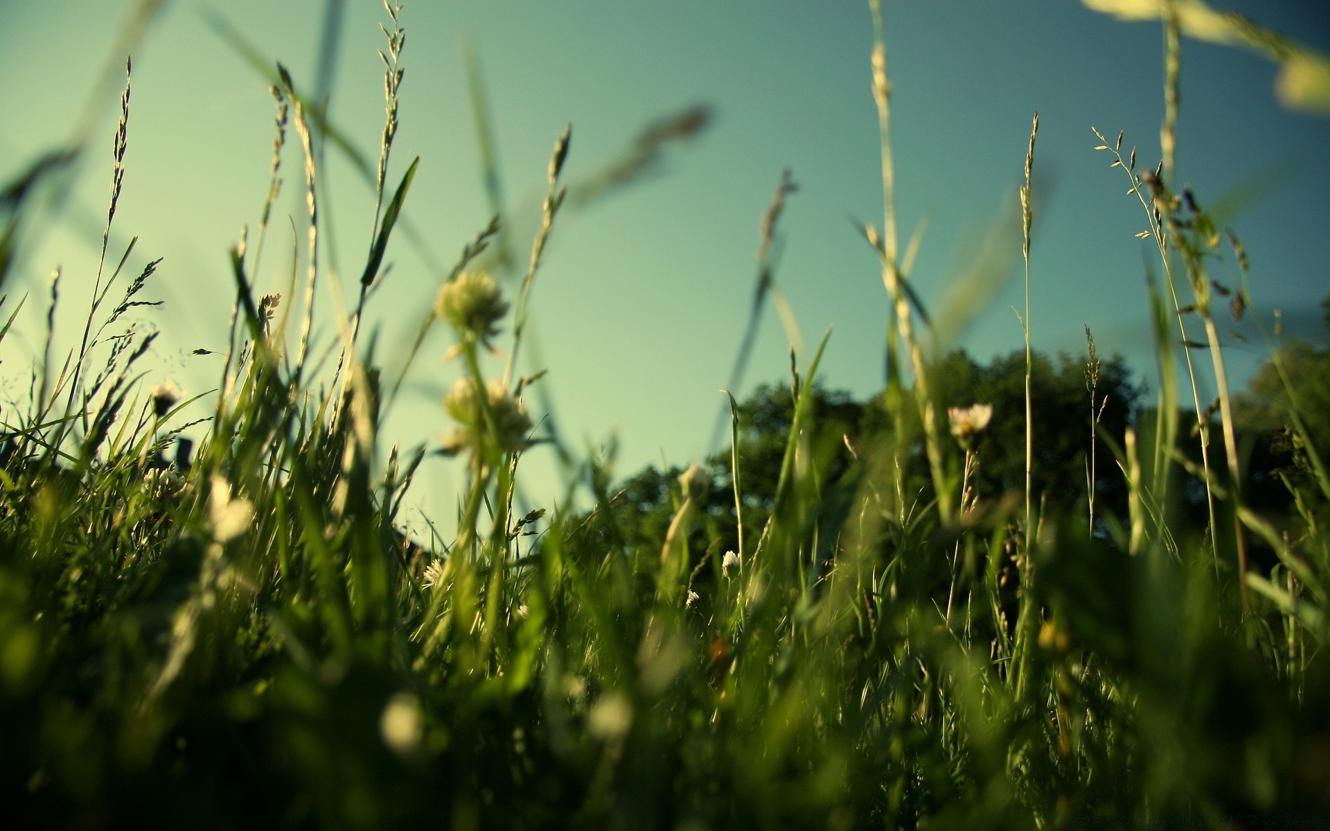 jahrgang gras feld wachstum natur sonne dämmerung sommer heuhaufen flora des ländlichen dof bauernhof blatt gutes wetter tau im freien rasen garten