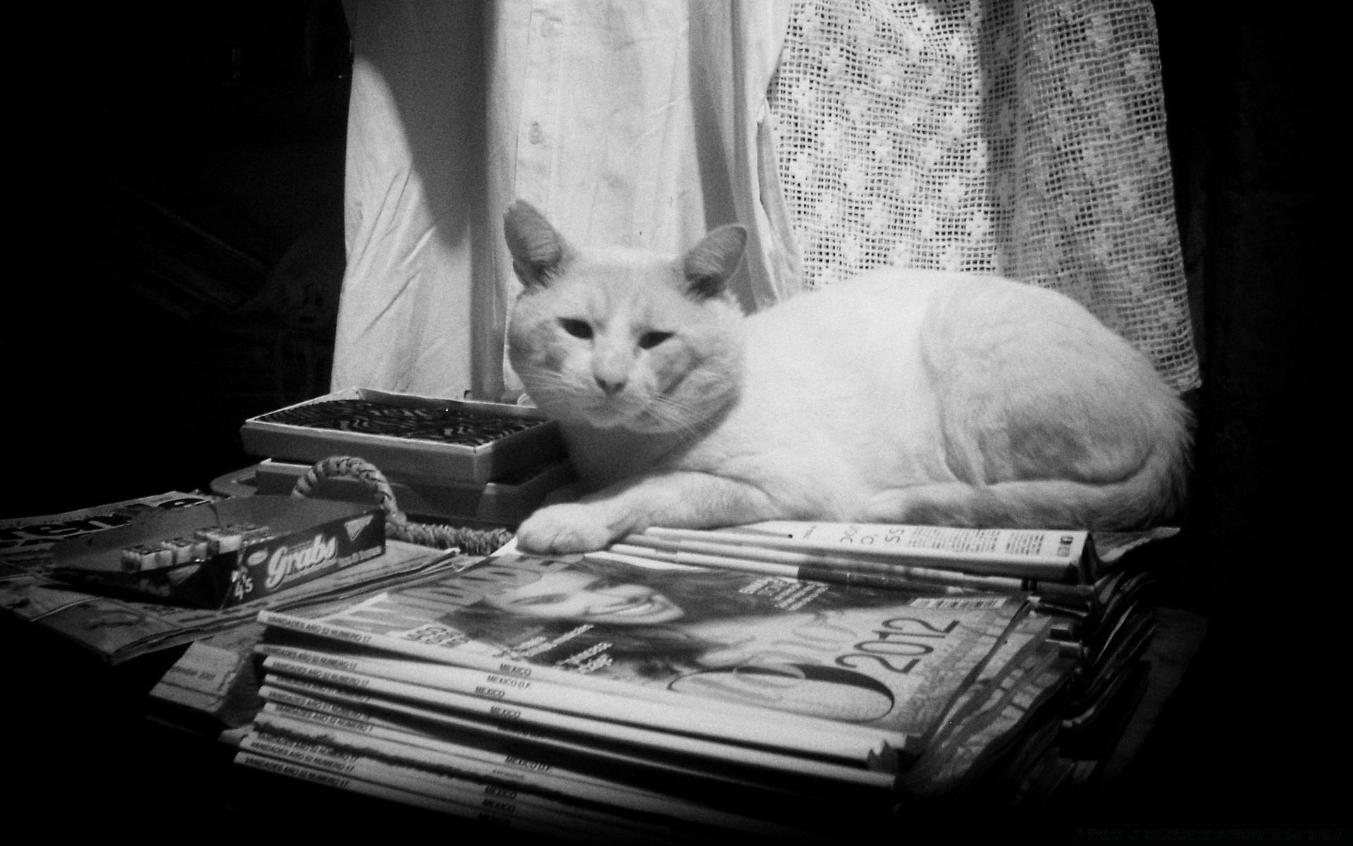 annata uno gatto ritratto in bianco e nero via sonno mammifero