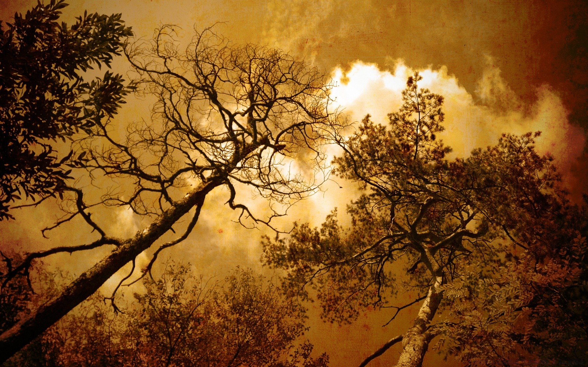 vintage árvore amanhecer paisagem outono sol natureza madeira pôr do sol ramo ouro folha bom tempo brilhante desktop silhueta névoa tempo céu ao ar livre