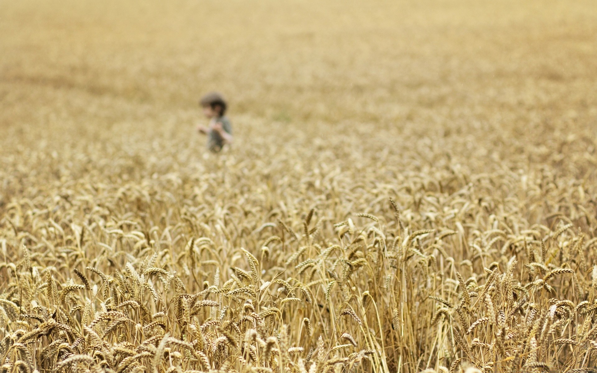 vintage cereal wheat crop field straw pasture corn bread farm gold rural seed agriculture rye growth barley meat food countryside farmland