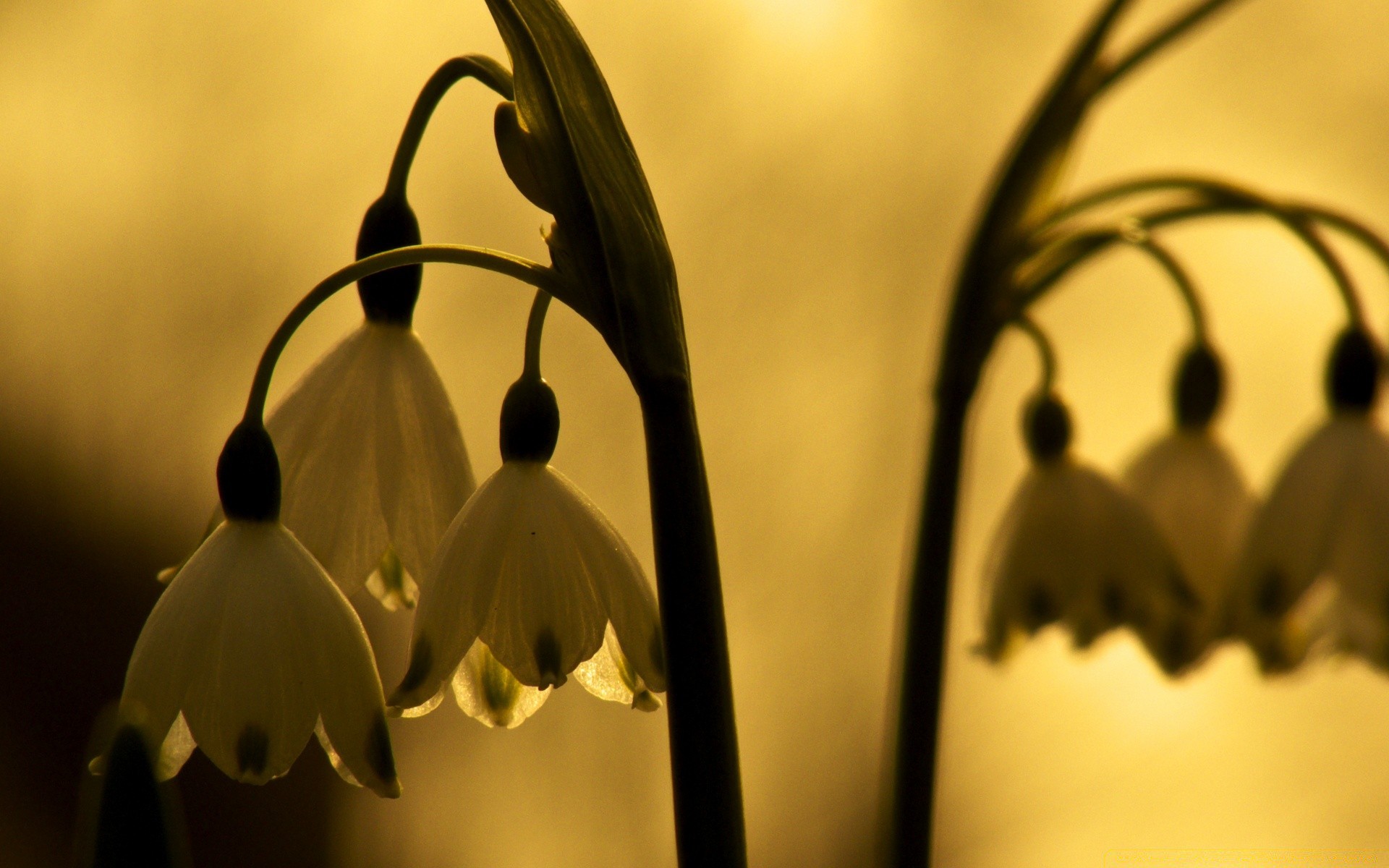 vintage monochrome blur flower still life winter light leaf easter sepia snow art wood love tulip