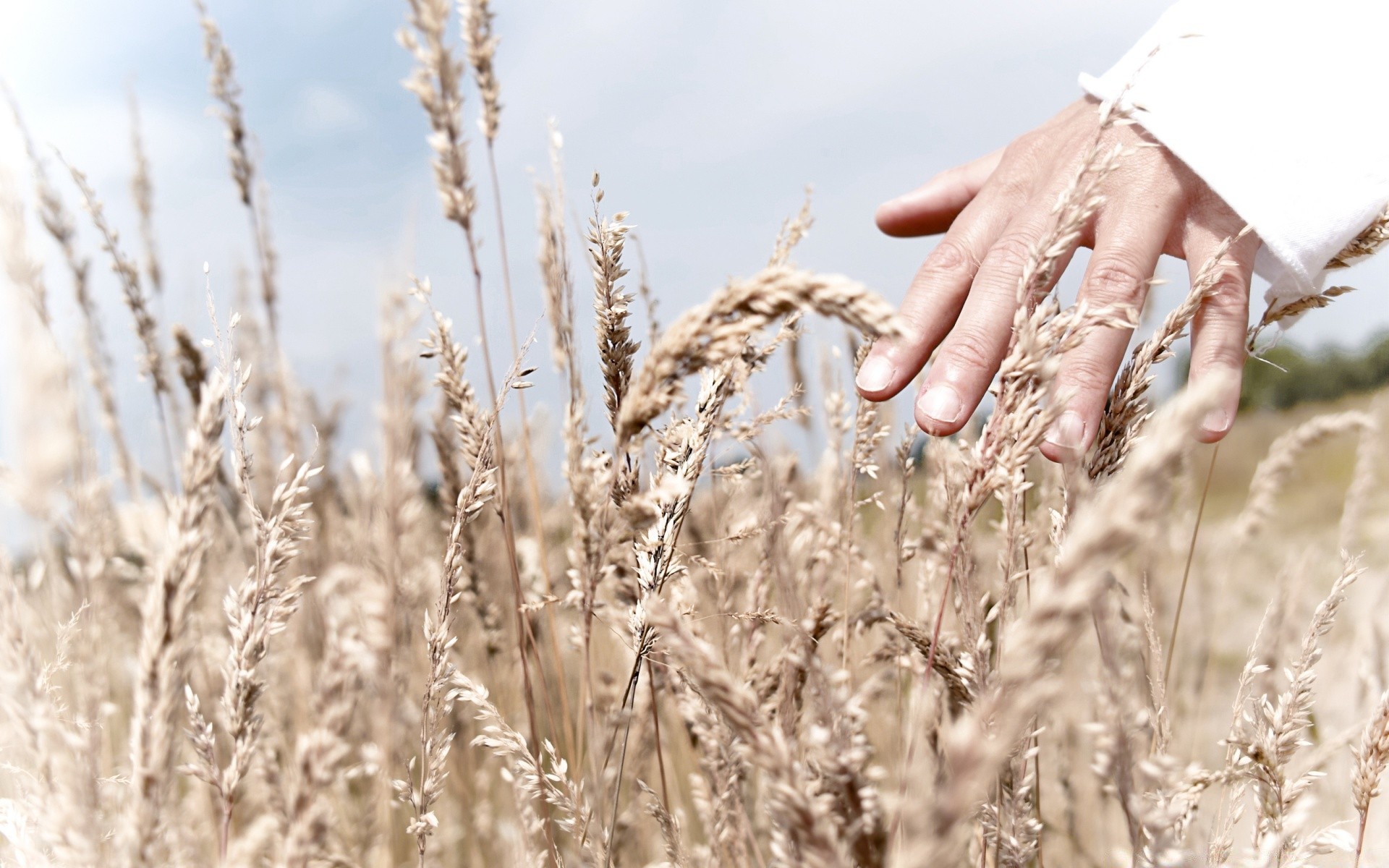 vintage natura grano rurale campo estate erba bel tempo all aperto cereali sole pascolo campagna crescita azienda agricola paglia cielo mais pane secco