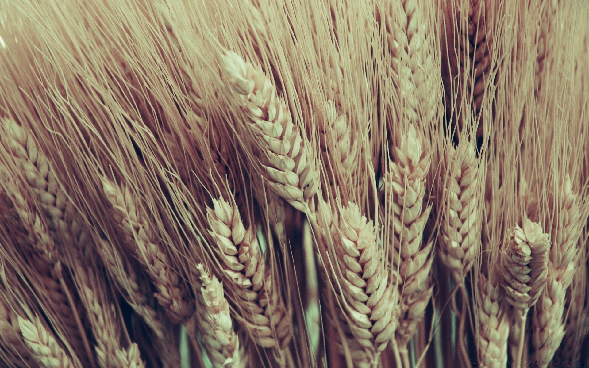 vintage wheat cereal bread crop straw rye pasture barley corn agriculture gold rural farm seed spike flour field nature close-up desktop