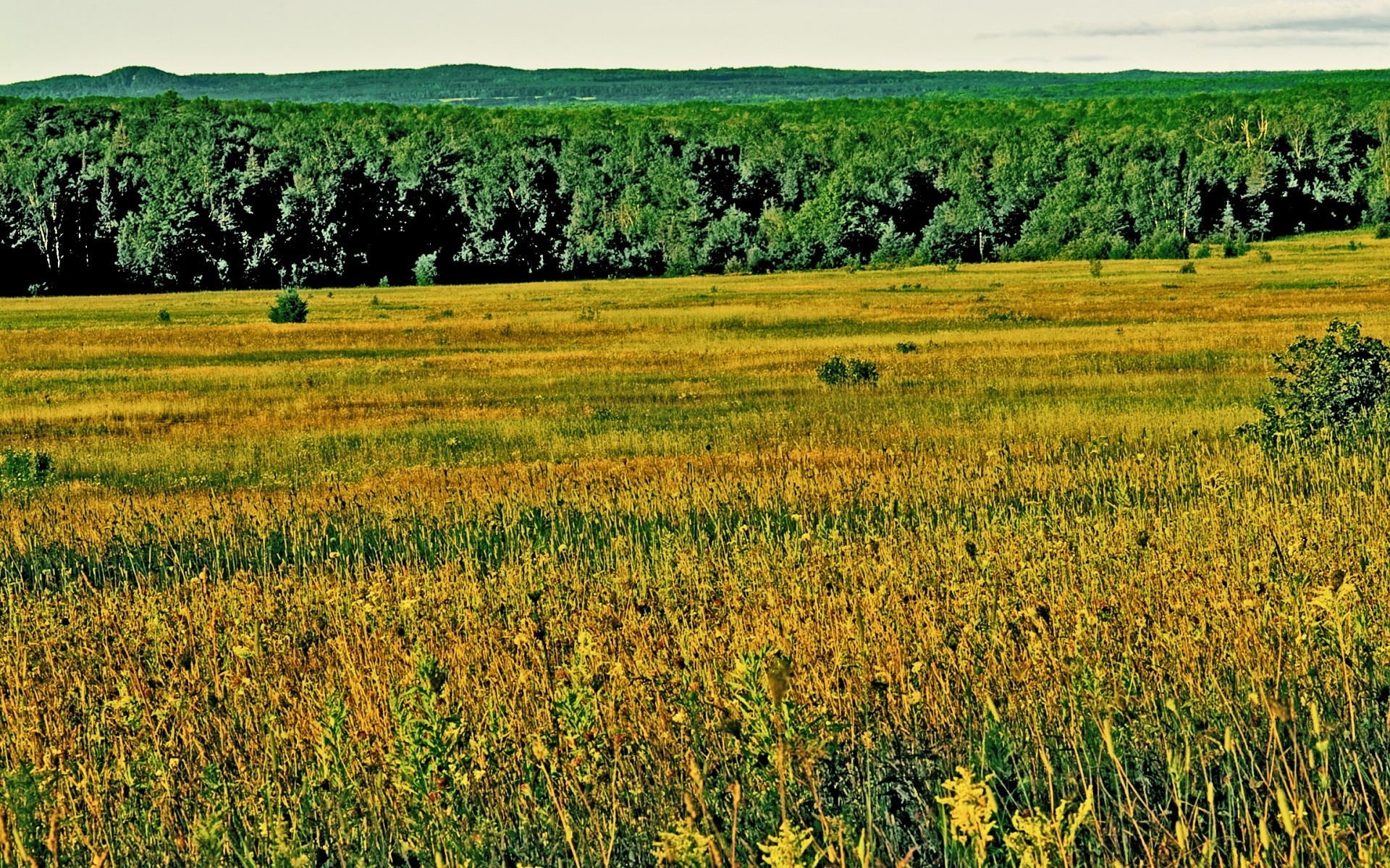 jahrgang landschaft feld landwirtschaft des ländlichen bauernhof heuhaufen natur sommer land landschaft flora gras im freien saison himmel ernte wachstum landschaftlich weide