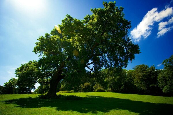 Ein alter großer Baum auf einem grünen Feld